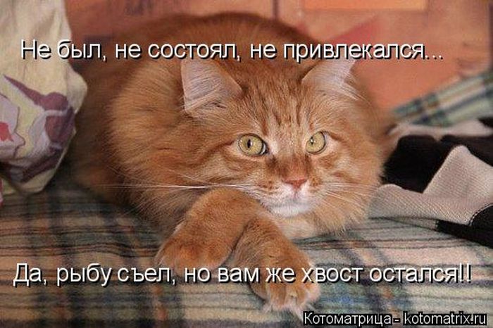 Забавные животные (50 фото) Забавные животные (50 фото)