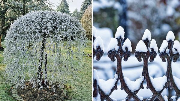 Слева: дерево с &amp;amp;amp;amp;amp;laquo;плакучей&amp;amp;amp;amp;amp;raquo; кроной невероятно эффектно смотрится в зимнем саду. Справа: кованая ограда летом несколько теряется рядом с буйной растительностью, зимой же на белом фоне отчетливо проступают филигранные узоры из металла