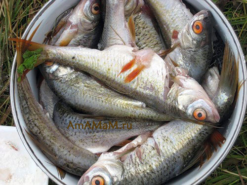 http://amamam.ru/wp-content/uploads/fish/fish_51.jpg