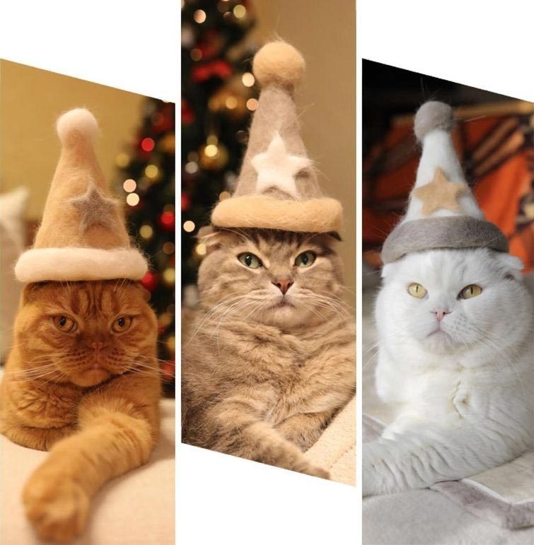 Смешные котики в шляпах