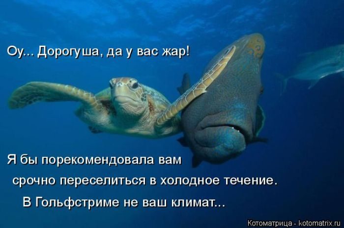 Лучшие котоматрицы, которые зарядят вас позитивом) Лучшие котоматрицы, которые зарядят вас позитивом)