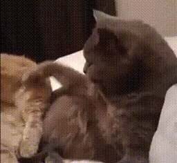 GIF-доказательство, что коты - чертовски весёлые ребята GIF коты юмор