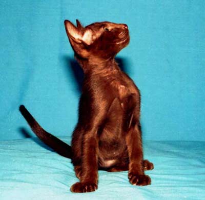 http://cat.mau.ru/ori/color02.jpg