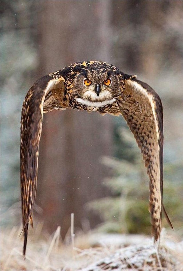 Нео (animals.ekstrax.com) Нео (animals.ekstrax.com) мимика, пернатые, птицы, сова