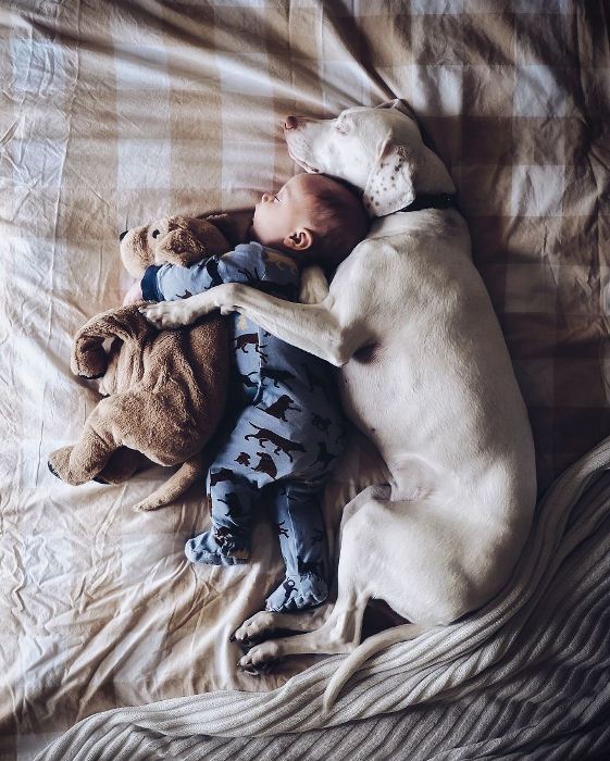 Ребенок и собака. Фото: artfile.ru