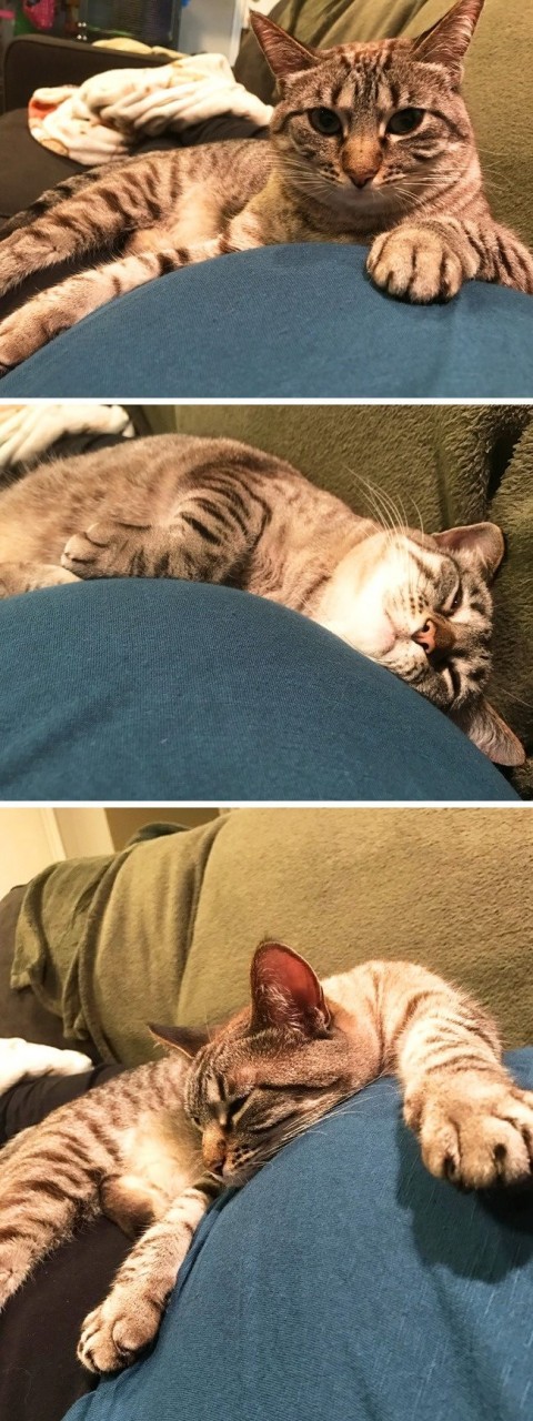 Как питомцы ждут появления малышей