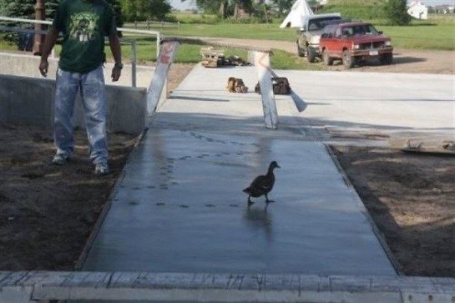 This Duck Gave Zero Fcks