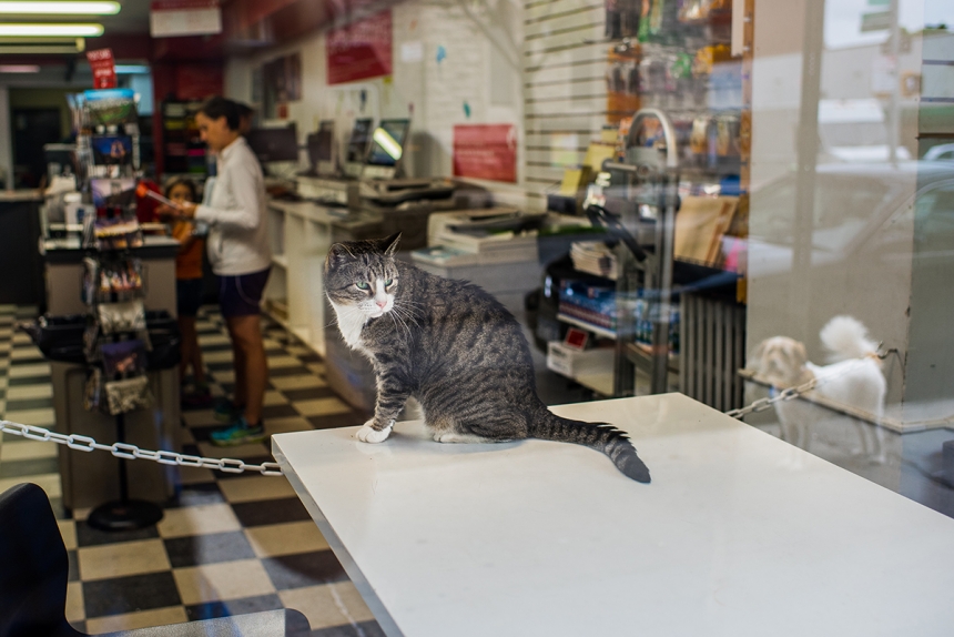 Очаровательные коты, Shop Cats of New York