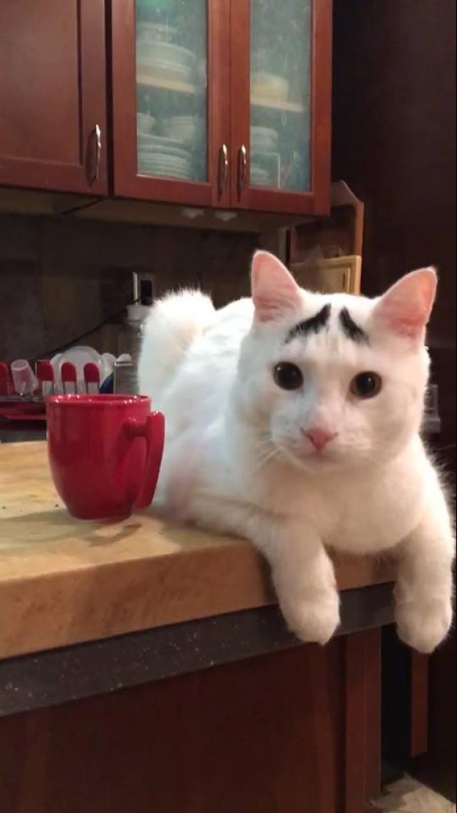 17 животных, раскрашивая которых, природа была в ударе 17 животных, раскрашивая которых, природа была в ударе