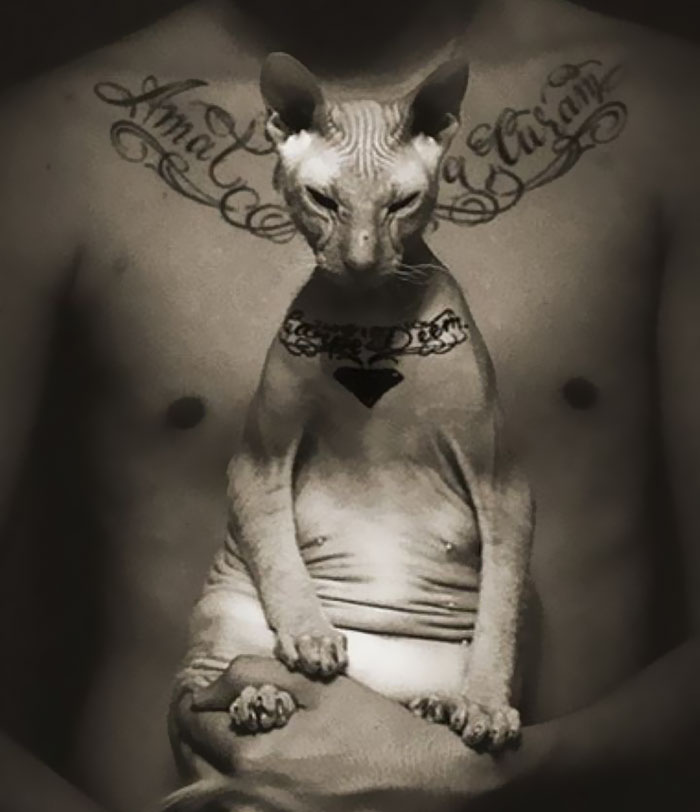 cat-tattoo-gangster-sphynx-aleksandr-russia-16