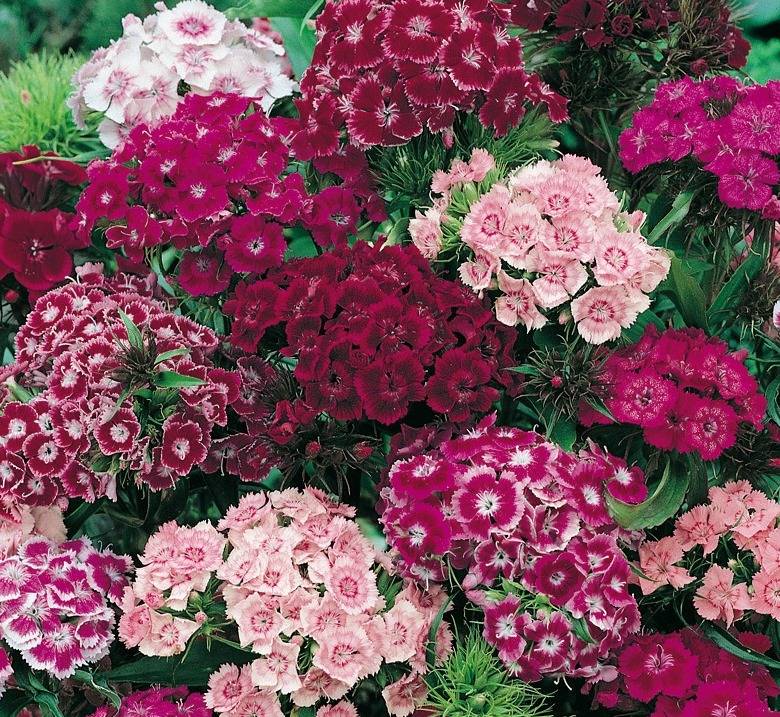 Турецкая гвоздика (лат. Dianthus barbatus) Турецкая гвоздика фото (лат. Dianthus barbatus)