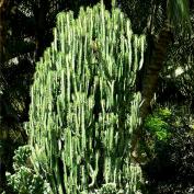 Молочай треугольный (Euphorbia trigona) Молочай треугольный (Euphorbia trigona)