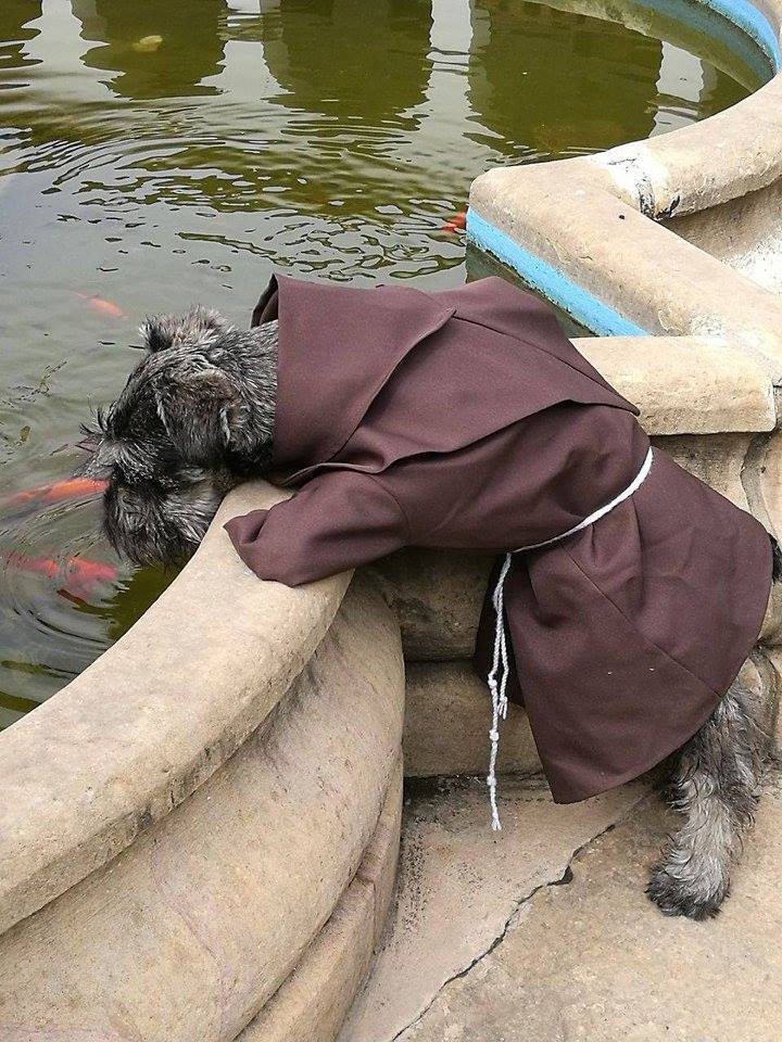 Собака-монах
