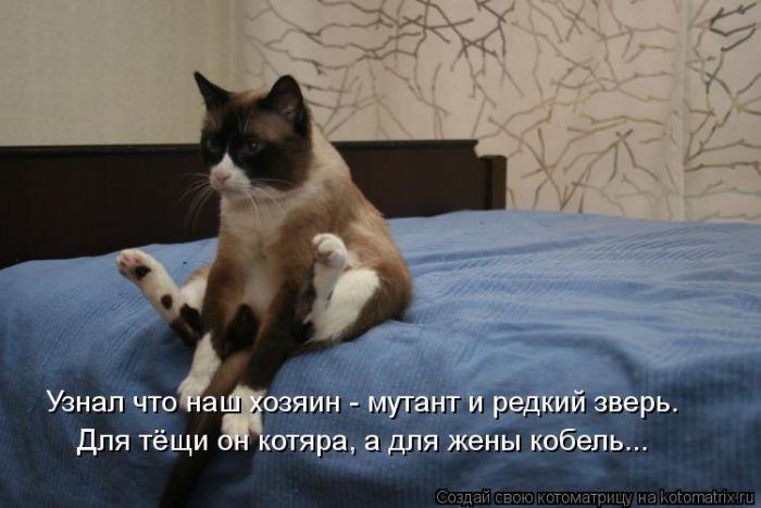 Без кота жизнь не та (50 фото ) Без кота жизнь не та (50 фото )
