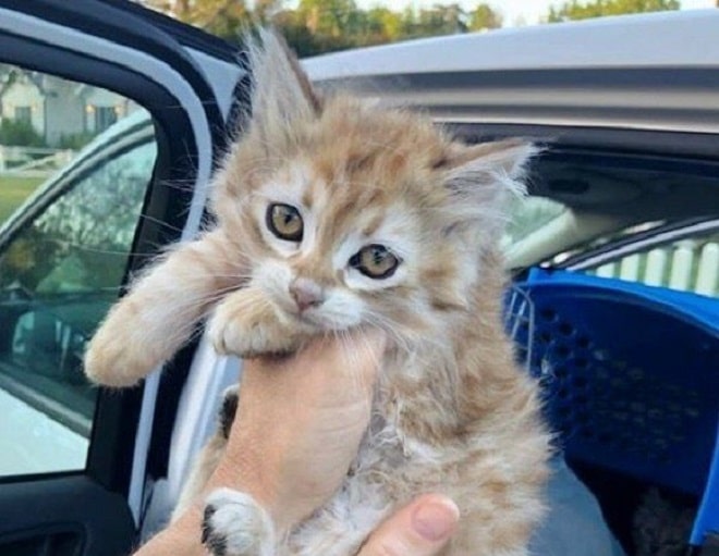 Котенка держат Рыжий котенок