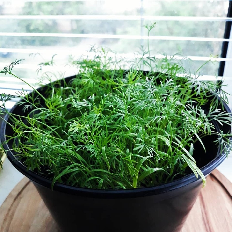 Огород круглый год: выращивание зелени на подоконнике в домашних условиях