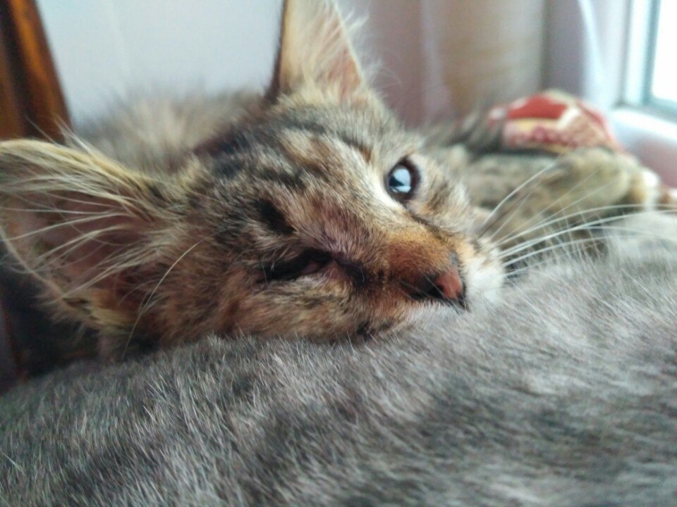 помощь котенку одноглазый котенок