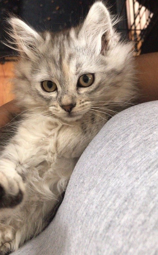 Котенок в доме Серый котенок
