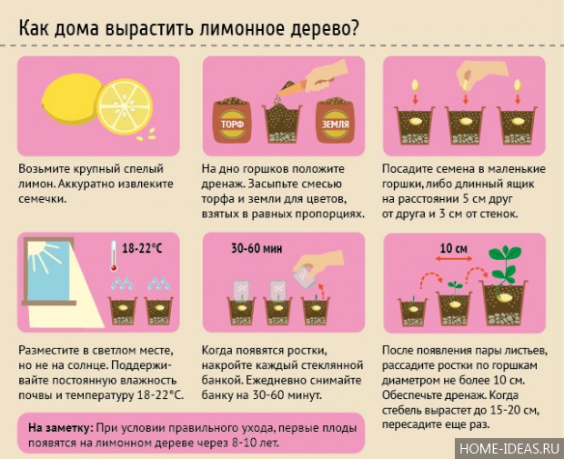 Лимонное дерево: уход в домашних условиях, как вырастить лимон из косточки в домашних условиях Лимонное дерево: уход в домашних условиях, как вырастить лимон из косточки в домашних условиях