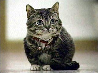Мистер Пибблз (Mr. Peebles) – самый маленький кот в мире Мистер Пибблз (Mr. Peebles) – самый маленький кот в мире