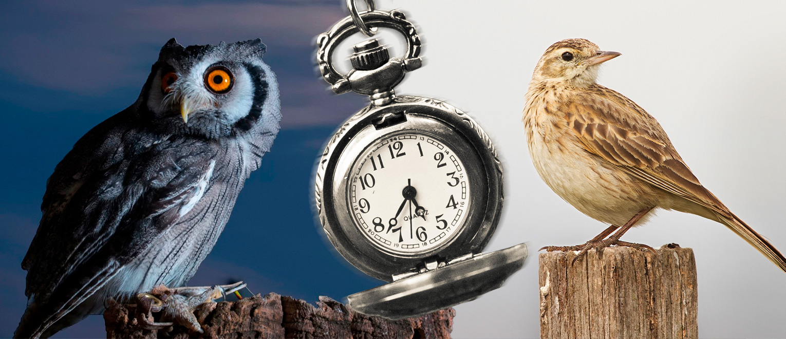 «Жаворонок» или «сова»: Как жить согласно биоритмам