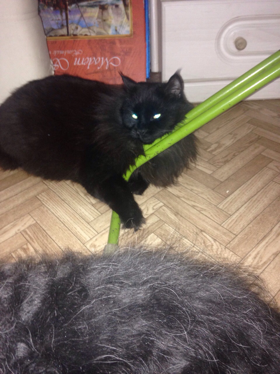 дом для щенка черный кот