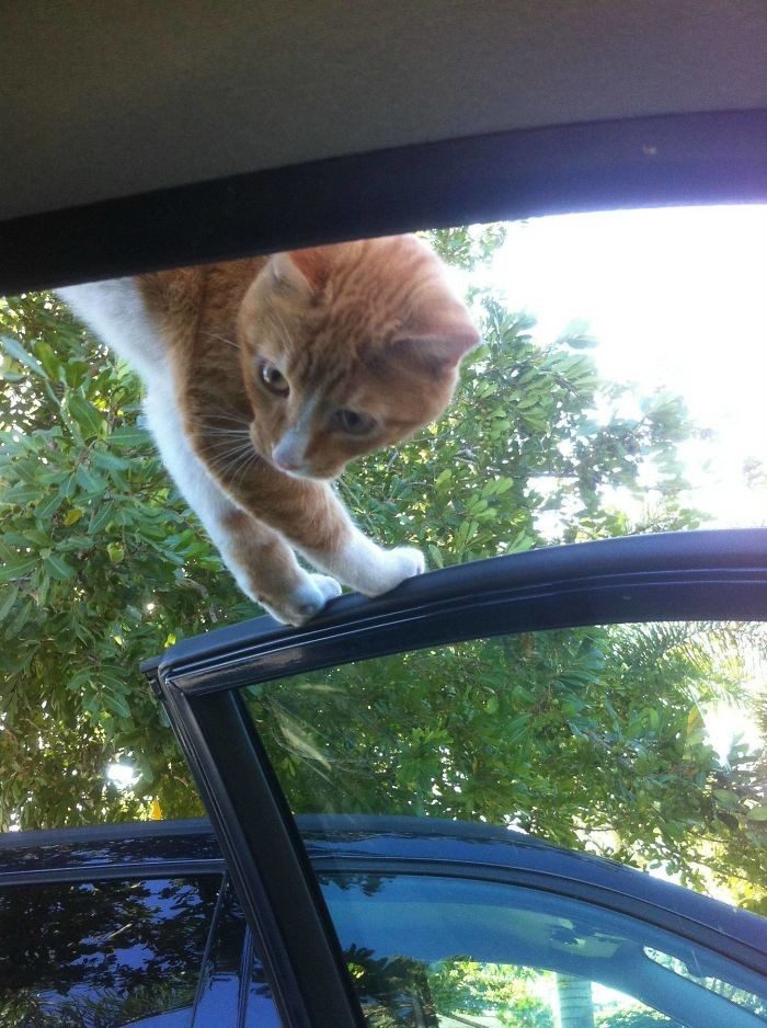 Коты сами нашли себе хозяев