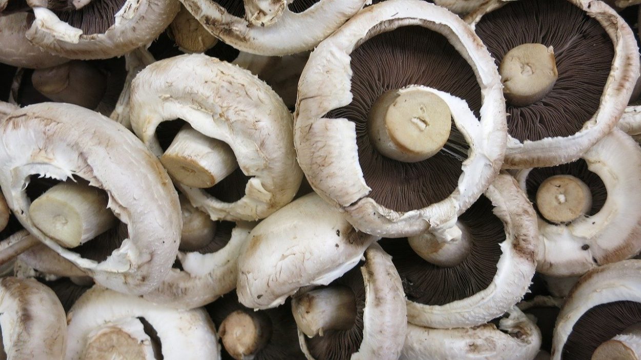 Шампиньон, портобелло, кримини — это один и тот же гриб в разном возрасте