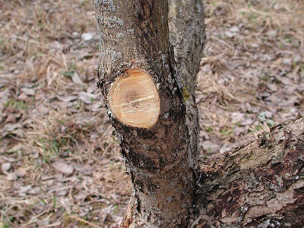 Омолаживающая обрезка яблонь осенью  Яблони — одно из самых...