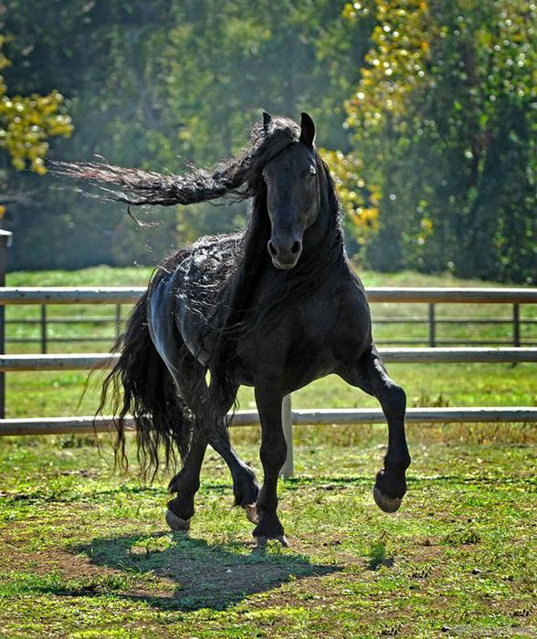 Черный конь удивительной красоты. Прекрасные фотографии