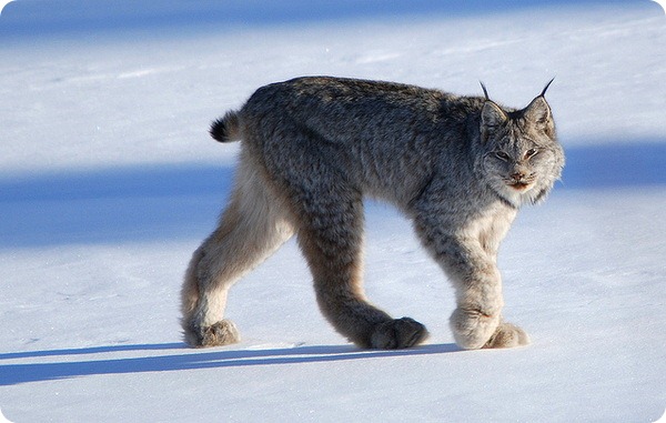 Канадская рысь (лат. Lynx canadensis)