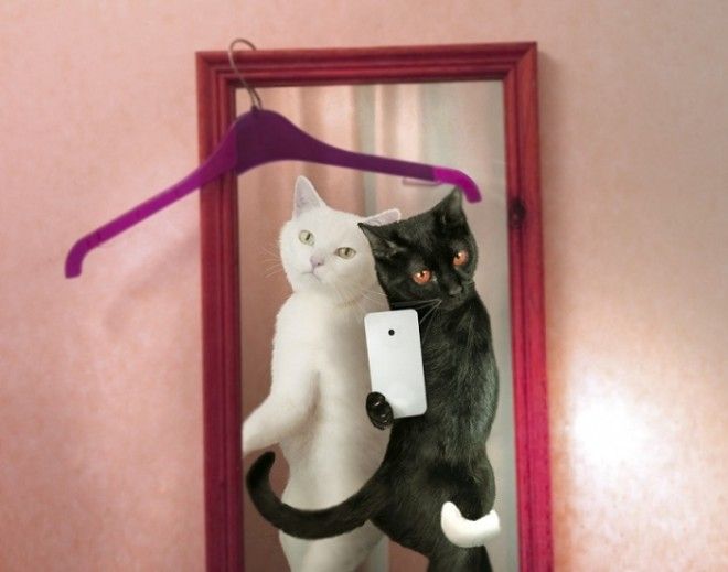 Котоселфи (12 фото) Котоселфи (12 фото)