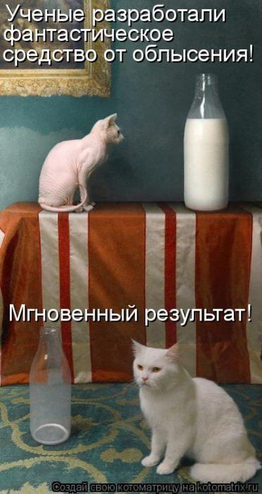 Котоматрицы :)