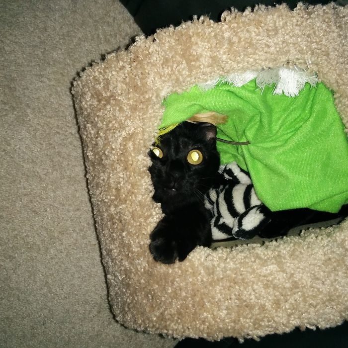 Котопост