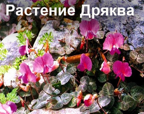 96087197_5102761_artrolait