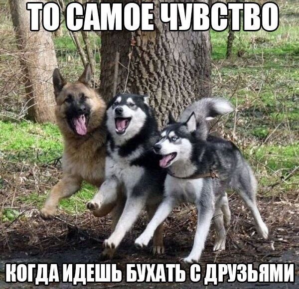 Убойные заряды юмора на всю праздничную неделю Убойные заряды юмора на всю праздничную неделю