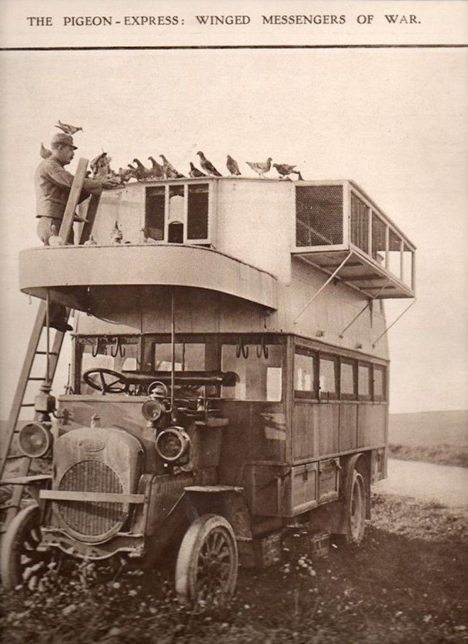 Роль военных голубей в Первой мировой войне