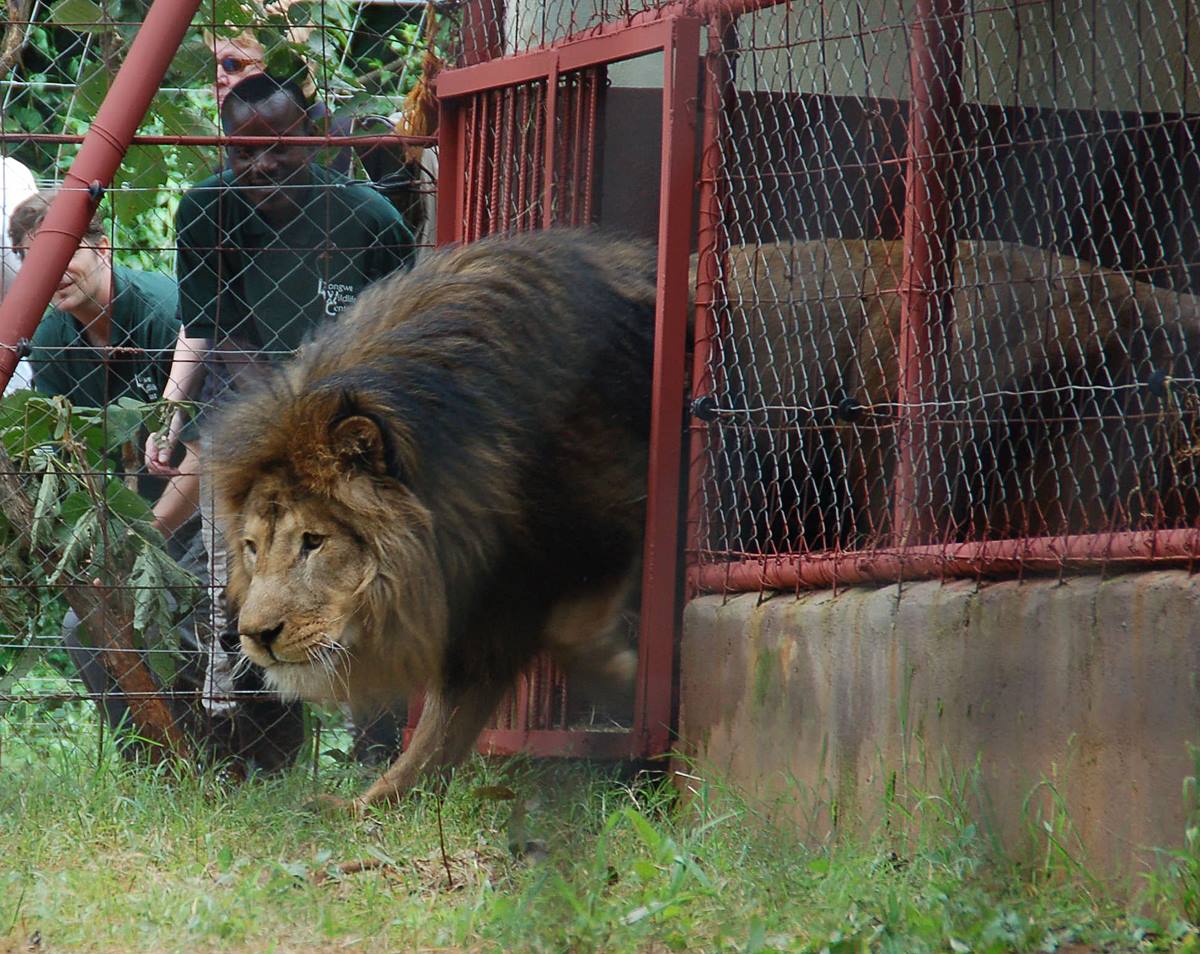 Фото Born Free Foundation.
