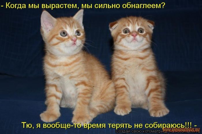 Котоматрицы великолепные, каждая с кусочком позитива и хорошего настроения!!! Котоматрицы великолепные, каждая с кусочком позитива и хорошего настроения!!!