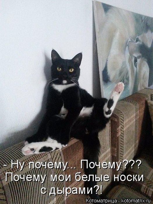 Самые весёлые котоматрицы)) Самые весёлые котоматрицы))