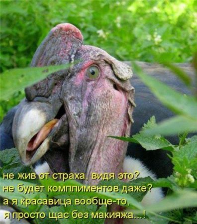 Смешные картинки о животных с подписями.