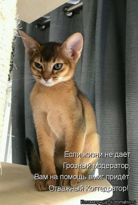 Лучшие котоматрицы, которые зарядят вас позитивом) Лучшие котоматрицы, которые зарядят вас позитивом)