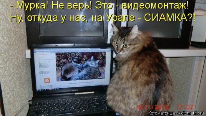 Самые весёлые котоматрицы)) Самые весёлые котоматрицы))