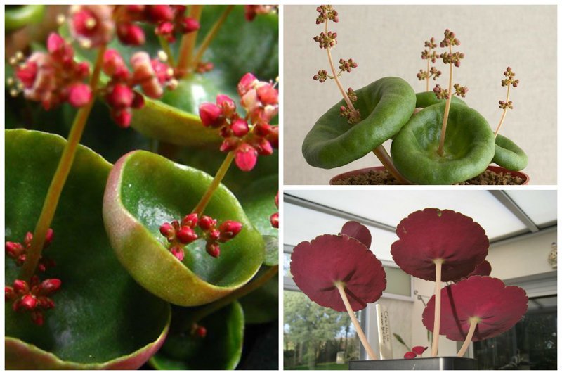 Толстянка - Crassula umbella “wine Cup” интересное, красиво, природа, растения, удивительно, факты