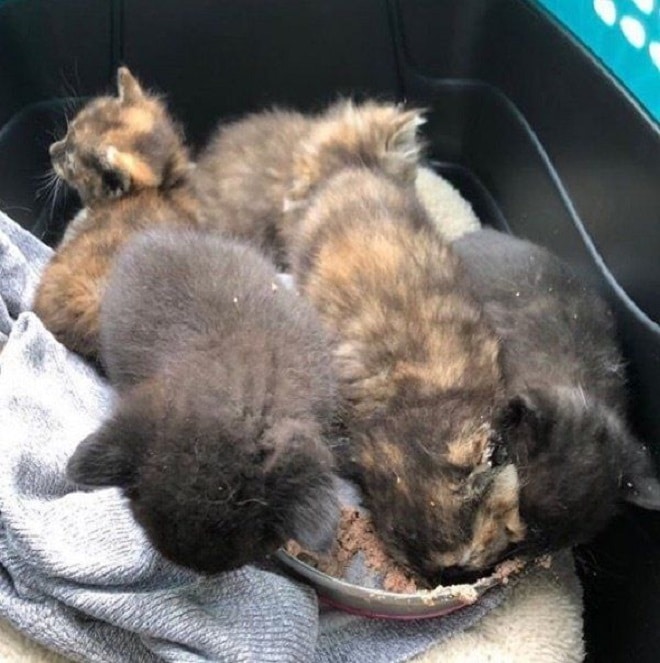 Котята в переноске Котята кушают