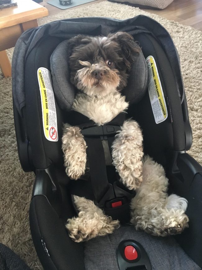 Как питомцы ждут появления малышей