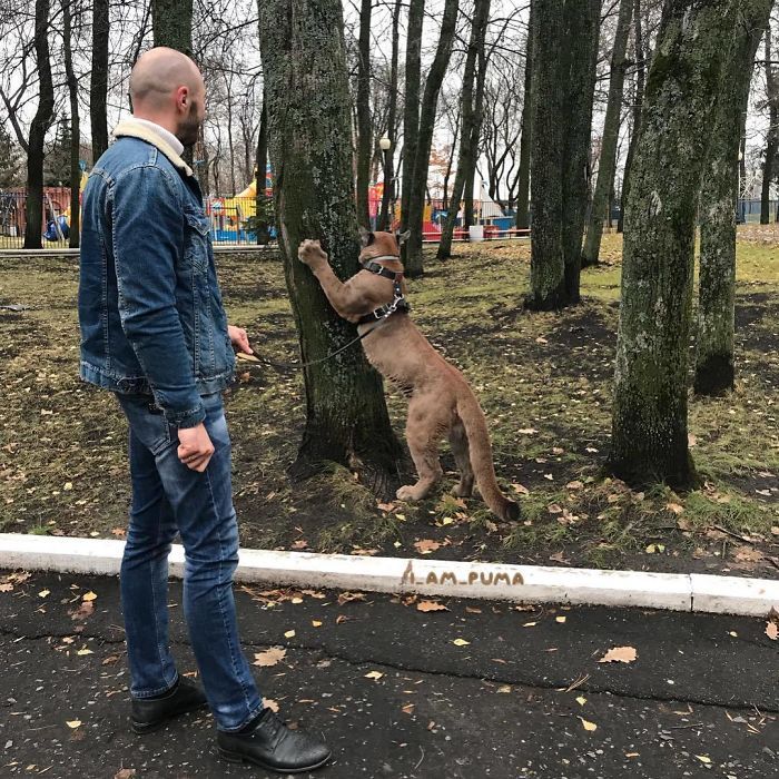 Пара из Пензы держит в однушке пуму Пара из Пензы держит в однушке пуму