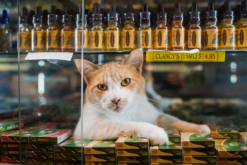 Очаровательные коты, Shop Cats of New York