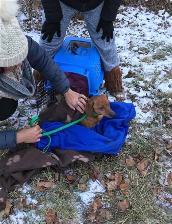 Спасение собаки, умирающей на морозе