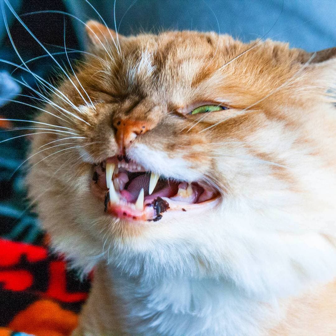 забавные коты кот чихает